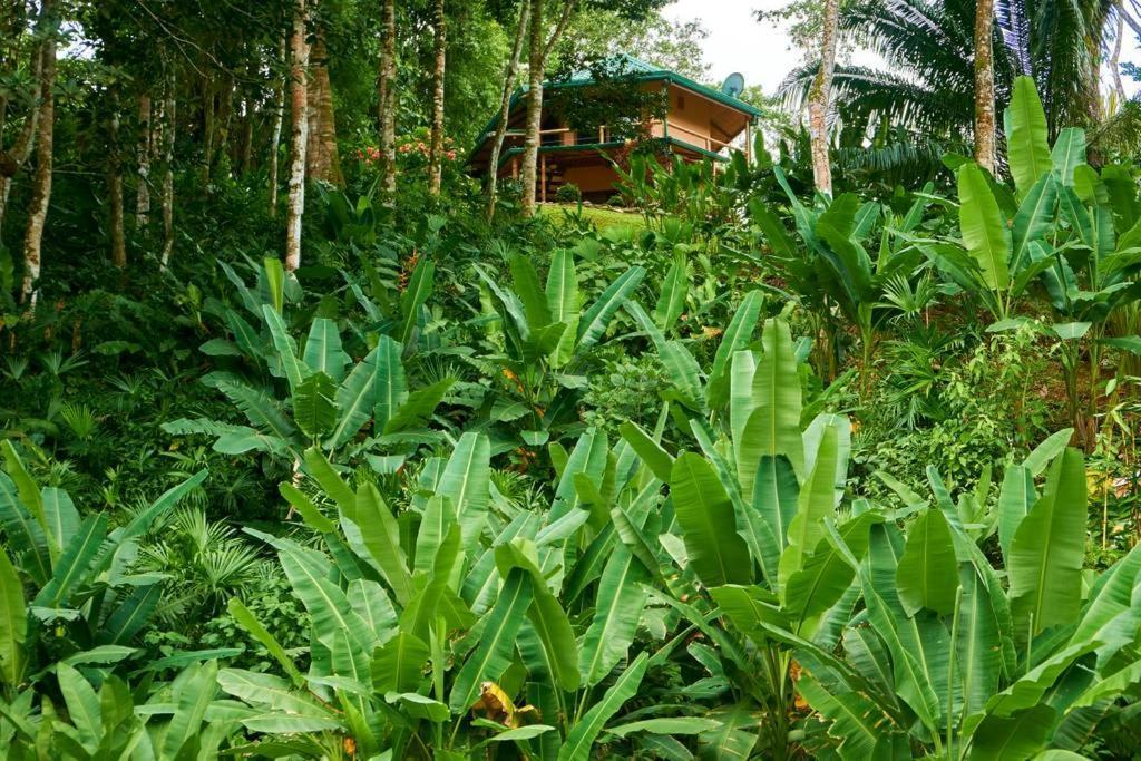 Manoas Bed & Breakfast Uvita Exterior foto